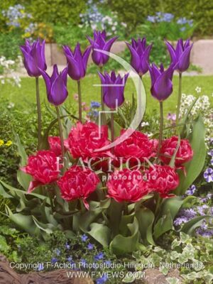 botanic stock photo Tulipa