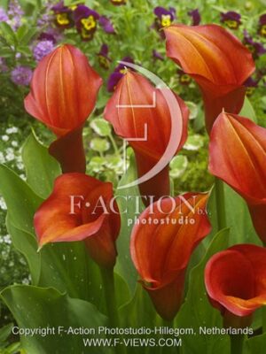 botanic stock photo Zantedeschia