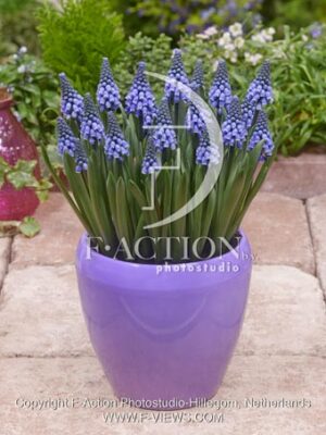 botanic stock photo Muscari