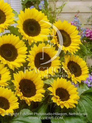 botanic stock photo Helianthus