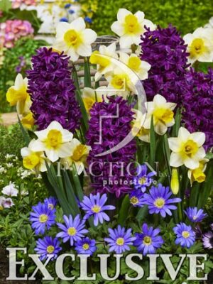 botanic stock photo Spring flowers