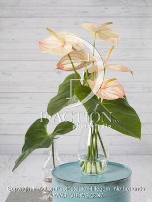 botanic stock photo Anthurium