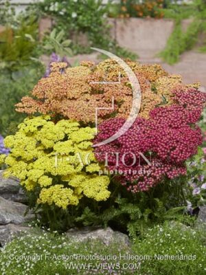 botanic stock photo Achillea