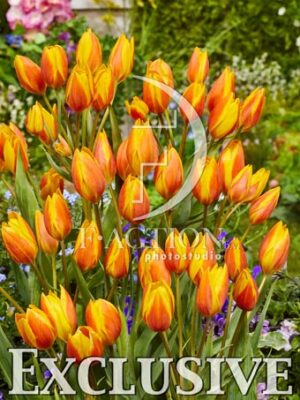 botanic stock photo Tulipa