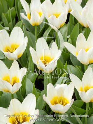 botanic stock photo Tulipa