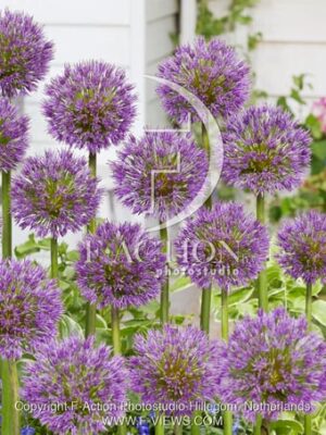 botanic stock photo Allium