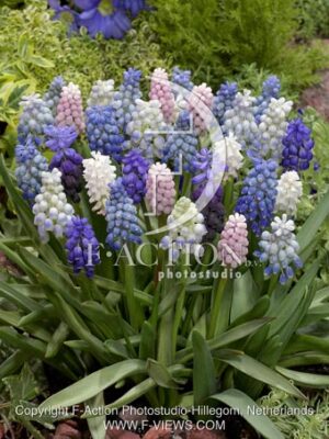 botanic stock photo Muscari