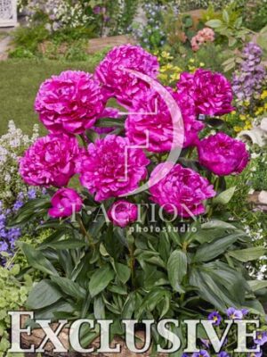botanic stock photo Paeonia