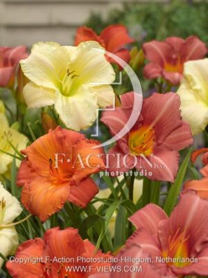 botanic stock photo Hemerocallis