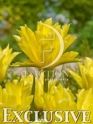 botanic stock photo Tulipa