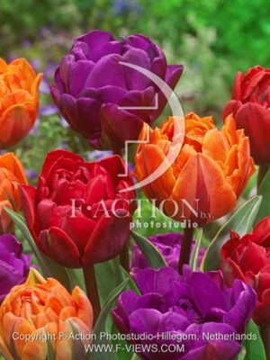 botanic stock photo Tulipa