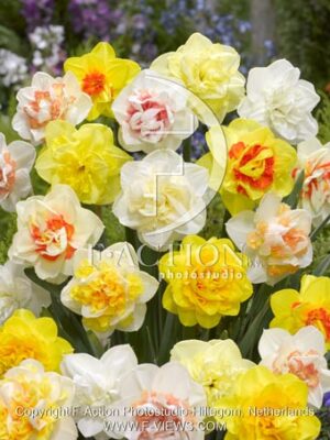 botanic stock photo Narcissus