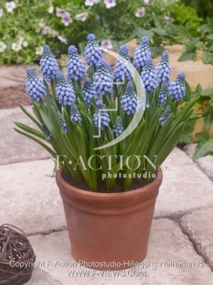 botanic stock photo Muscari