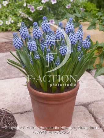 botanic stock photo Muscari