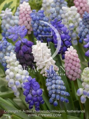 botanic stock photo Muscari
