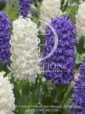 botanic stock photo Hyacinthus
