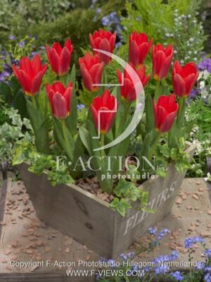 botanic stock photo Tulipa