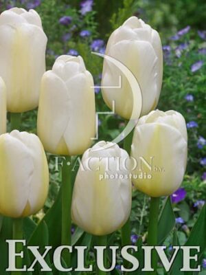 botanic stock photo Tulipa