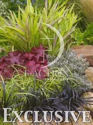 botanic stock photo
