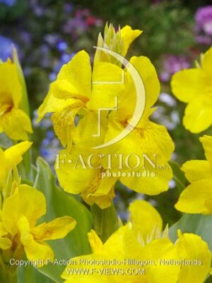 botanic stock photo Canna