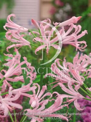 botanic stock photo Nerine