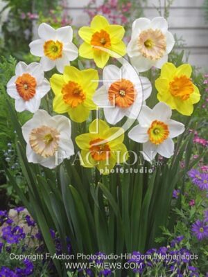 botanic stock photo Narcissus