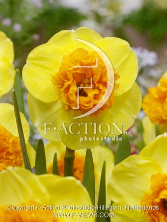 botanic stock photo Narcissus