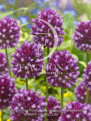botanic stock photo Allium