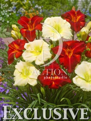 botanic stock photo Hemerocallis