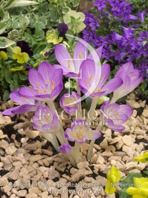 botanic stock photo Colchicum