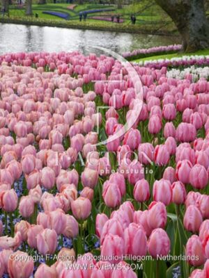 botanic stock photo Tulipa