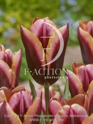botanic stock photo Tulipa