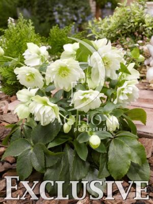 botanic stock photo Helleborus