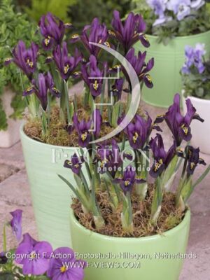 botanic stock photo Iris reticulata