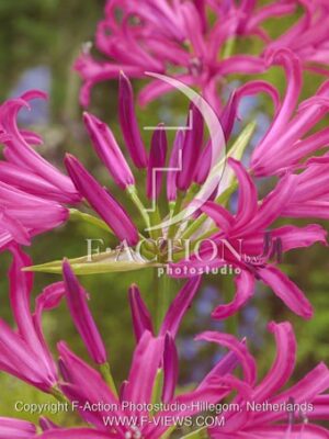 botanic stock photo Nerine