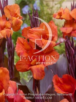 botanic stock photo Canna