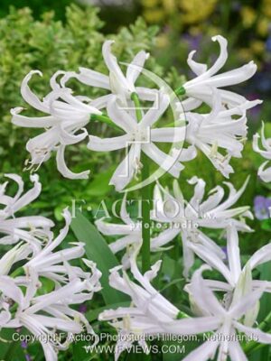 botanic stock photo Nerine