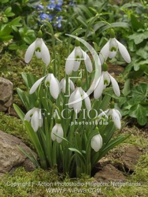 botanic stock photo Galanthus
