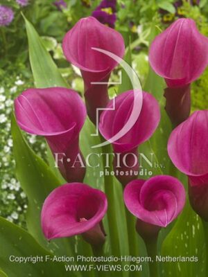 botanic stock photo Zantedeschia