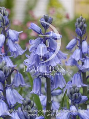botanic stock photo Hyacinthoides