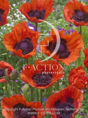 botanic stock photo Papaver