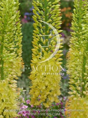botanic stock photo Eremurus