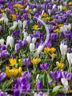 botanic stock photo Crocus