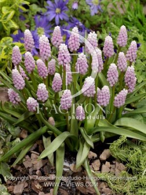 botanic stock photo Muscari