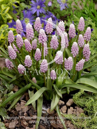 botanic stock photo Muscari