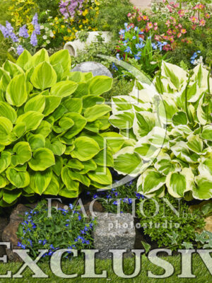 botanic stock photo Hosta