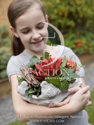botanic stock photo Sempervivum