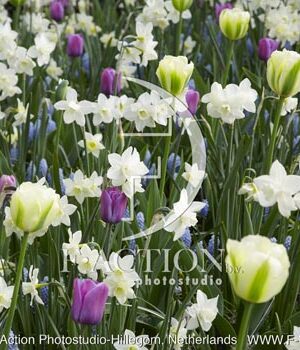 botanic stock photo Spring flowers