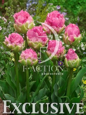 botanic stock photo Tulipa