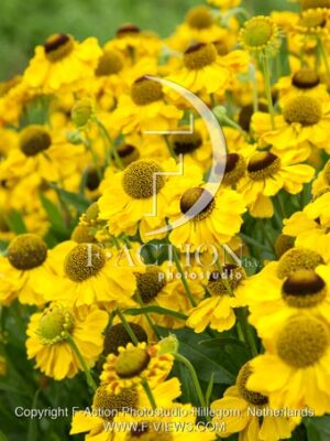 botanic stock photo Helenium